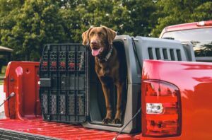Boarding vs. Kenneling What’s Best for Your Dog