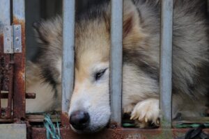 Kennel Cough and Other Common Health Concerns