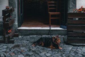 Kennel Software and Technology Tools