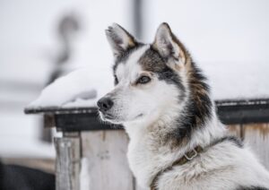 The Business of Boarding Profiting from Your Passion for Pets
