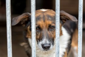 Training Your Dog for Kennel Comfort and Safety